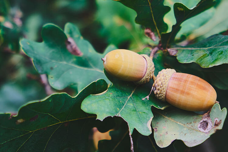 acorns