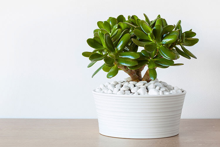 jade plant