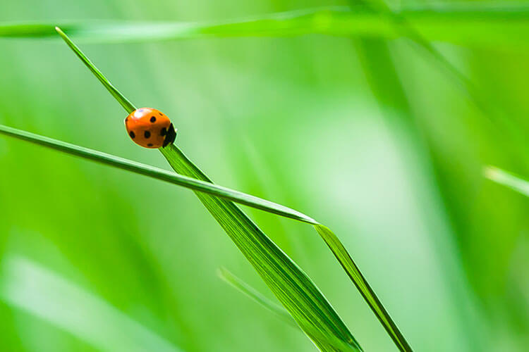 ladybird