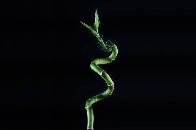 lucky bamboo