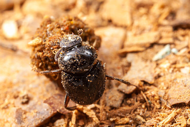 Egyptian scarab beetle