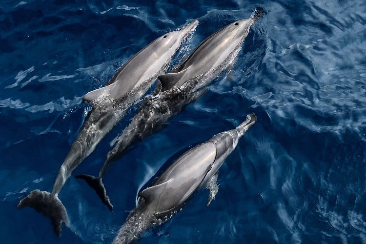 delfines